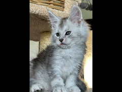 Maine Coon Cat with green eyes , Shaded line From Russia - 4