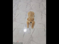 Golden retriever puppy - 4