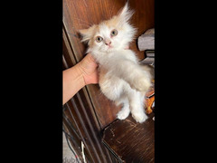 قطط شيرازي للبيع - 4