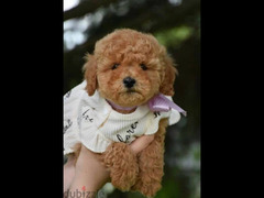Females Toy Poodle From Russia - 4