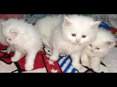متوفر للبيع  عدد 2 قطة بنات لسا مكملين شهرين شيراز بيور هيملايا - 5