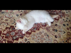 قطة هيمالايا اورانج هاف بيكي - 5