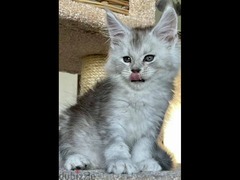 Maine Coon Cat with green eyes , Shaded line From Russia - 5