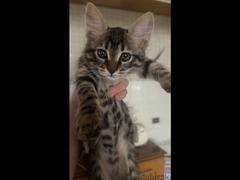 5 kittens up for adoption - 5 قطط صغيرة للتبني - 5
