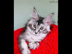 Maine Coon Kitten Male From Russia - 5