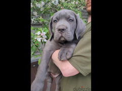 Cane Corso Dog  - Blue - FCI pedigree - 5