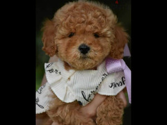 Females Toy Poodle From Russia - 5