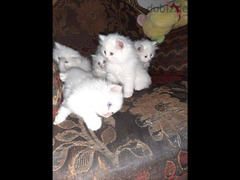 متوفر للبيع  عدد 2 قطة بنات لسا مكملين شهرين شيراز بيور هيملايا - 6