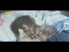 4 قطط شيرازي - 6