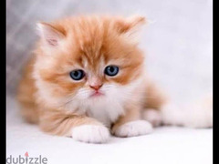 قطط شيرازي هيمالايا للبيع  بسعر 490 - 6