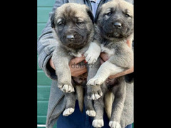 Turkish Puppies From Russia