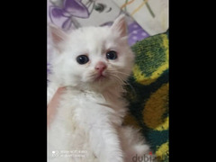 للبيع قطة شيرازي مون فيس عمر 3 شهور سعر القطة 150جنيه
