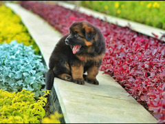 Male German shepherd puppies Female جراوي جيرمن شيبرد ذكر ولد بنت انثي