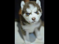 husky Siberian puppies /هاسكي جراوي بيور