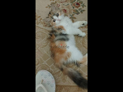 قطة شيرازي رومي عمر ٣ شهور لطيفة متعودة على الاكل البيتي والليتر بوكس - 1