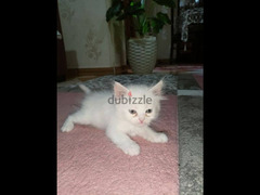 قطة شيرازي مون فيس للبيع - 2