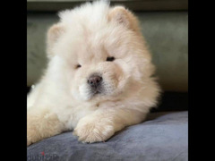 تشاو شاو اقوى مستوى شاو فى مصر Chow chow