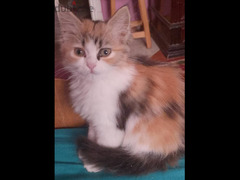 قطة شيرازي رومي عمر ٣ شهور لطيفة متعودة على الاكل البيتي والليتر بوكس - 2