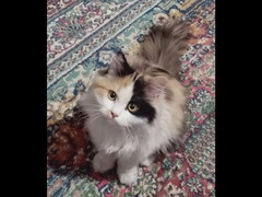 قطة شيرازى كاليكو تلات شهور