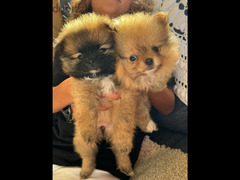 2 Pomeranian puppies available