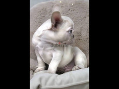 French Bulldog Male With All Documents - 2