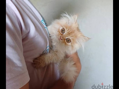 fluffy siberian male kitten