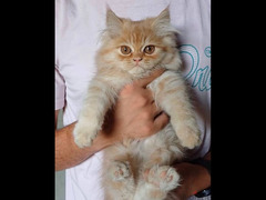 fluffy siberian male kitten - 2