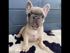French bulldog Female Top Quality with all documents
