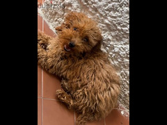 toy poodle