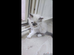 قطط شيرازي للبيع - 1