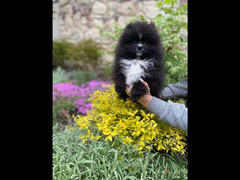 Pomeranian Female Bi-Color For Sale