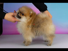 Pomeranian Dog Female 5 months With All Documents