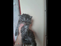 males and females Persian kitties, 40 days old