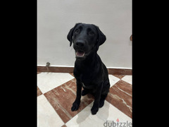 Black Labrador