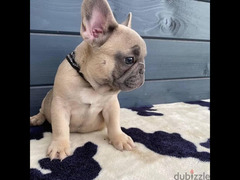French bulldog Female Top Quality with all documents - 2