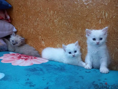 قطط شيرازي للبيع بنتين و3 ولاد - 2