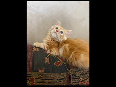 قطط شيرازي مون فيس بنت وولد