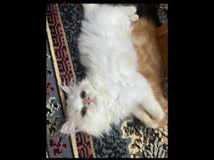 قطط شيرازي مون فيس بنت وولد - 2