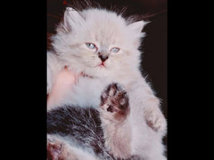 قطط راغدول و هيمالايا اورانج - 3