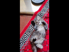 قطط شيرازي للبيع - 3