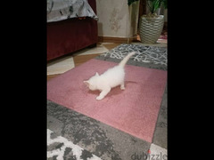 قطة شيرازي مون فيس للبيع - 4