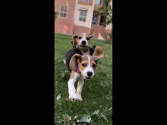 Beagle puppies - 4