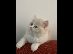 قطة شيرازي بيور ( انثى) ٥٥ يوم - 4