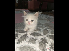 قطة شيرازي للبيع - 5