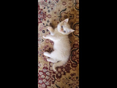 قطة هيمالايا اورانج هاف بيكي - 6