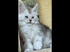 Maine Coon Cat with green eyes , Shaded line From Russia - 6