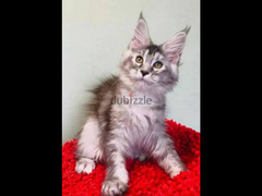 Maine Coon Kitten Male From Russia - 6