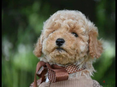 Females Toy Poodle From Russia - 6