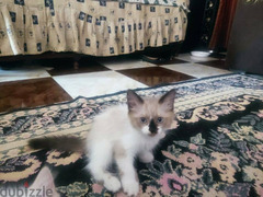 قطط شيرازي مخلط هيمالايا ٦٠ يوم - 2