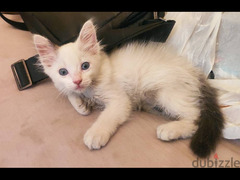 قطة صغيرة للبيع بالاسكندرية - 2